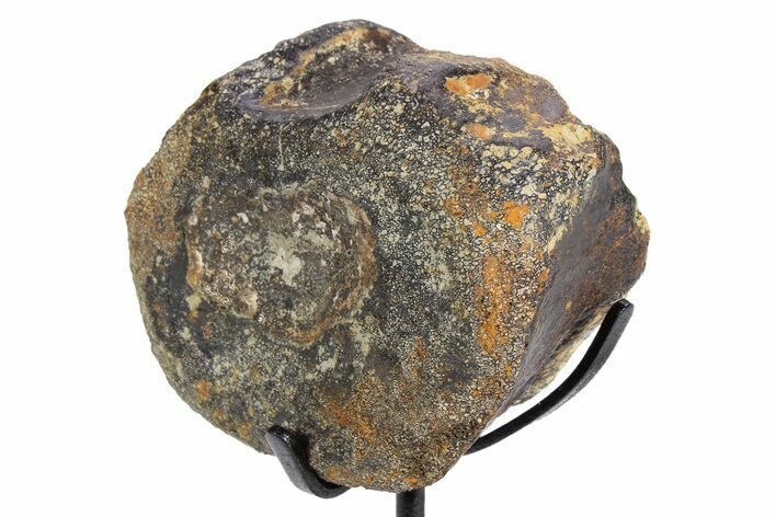 Dinosaur Vertebra Centrum on Metal Stand - Boulahfa, Morocco #252512